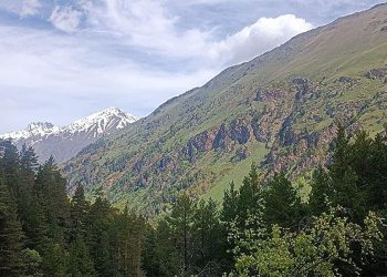 La produttività delle foreste guida il carbon sink dell'Eurasia settentrionale