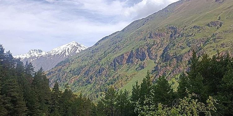 La produttività delle foreste guida il carbon sink dell'Eurasia settentrionale