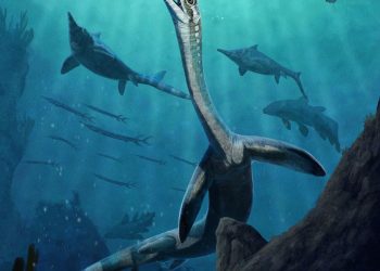 Fossile di 245 milioni di anni svela gli organi di un rettile marino