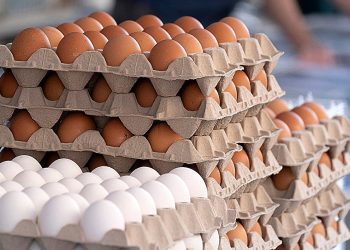Richiamati negli USA 1,6 milioni di confezioni di uova per rischio Salmonella
