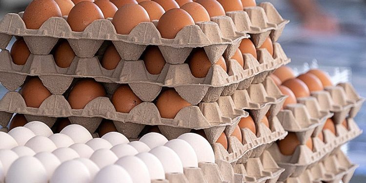 Richiamati negli USA 1,6 milioni di confezioni di uova per rischio Salmonella