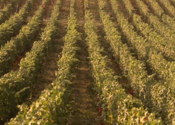 Vendemmia record: in Italia e Francia si raccoglie già a luglio