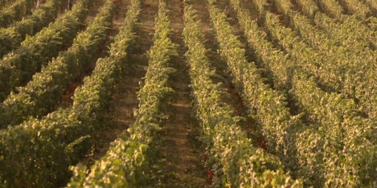 Vendemmia record: in Italia e Francia si raccoglie già a luglio