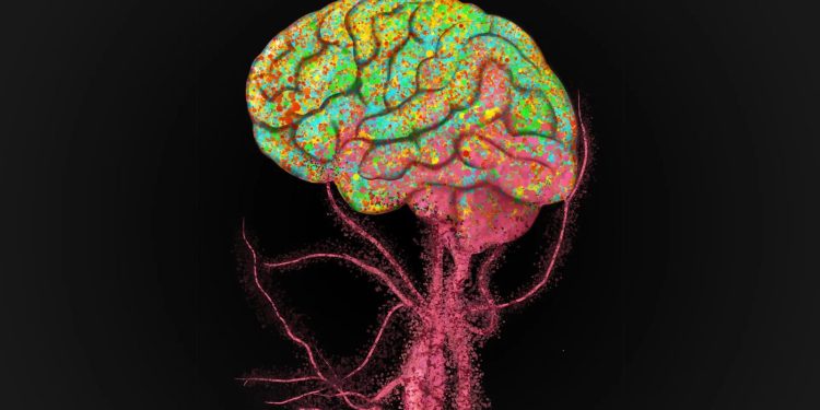 Cervello che invecchia, cellule immunitarie lo invadono