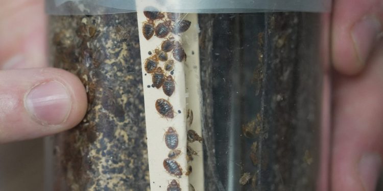 Cimici dei letti in aumento: cosa sono e come difendersi