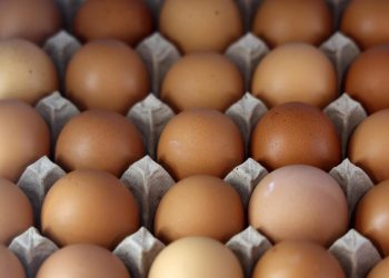 La FDA richiama 19 milioni di uova per rischio Salmonella