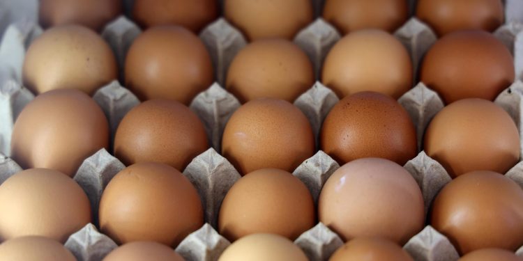La FDA richiama 19 milioni di uova per rischio Salmonella